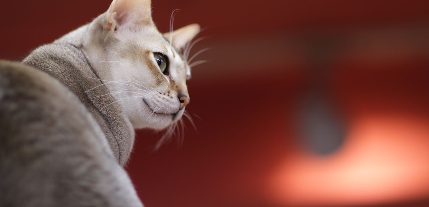 Pet Sitting services in SE Calgary