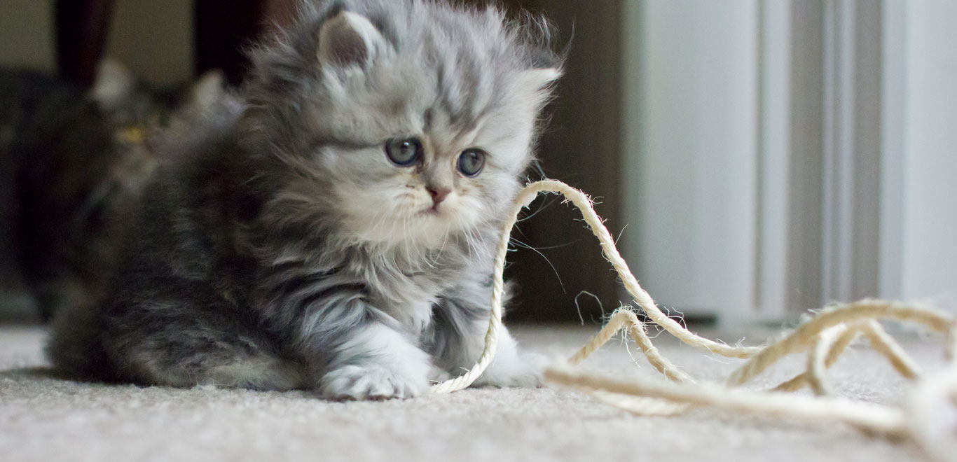 Ensuring you and your pets' happiness and peace of mind